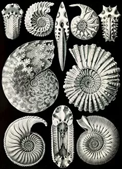Phylogeny Gallery: Illustration shows marine mollusks. Ammonitida