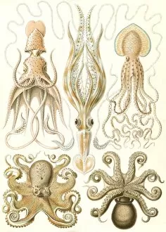 Phylogeny Gallery: Illustration shows octopuses. Gamochonia