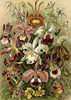 Coined Gallery: Illustration shows orchids. Orchideae. - Denusblumen / A. Giltsch, gem. 1 print