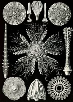 Genealogical Tree Gallery: Illustration shows sea urchins and sand dollars. Echinidea. - Igelsterne, 1 print