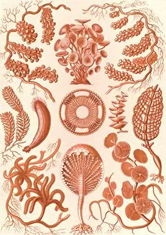 Life Forms Gallery: Illustration shows seaweed. Siphoneae. - Riesen-Algetten, 1 print : color lithograph