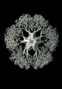 Illustration shows starfish and details of starfish anatomy. Ophiodea. - Schlangensterne