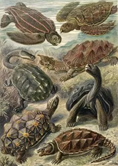 18341919 Gallery: Illustration shows tortoises and turtles