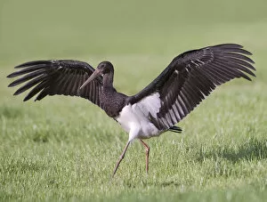 Images Dated 28th August 2010: Immature Black Stork, Ciconia nigra, The Netherlands