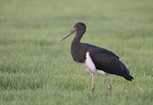 Images Dated 28th August 2010: Immature Black Stork in meadow, Ciconia nigra, The Netherlands