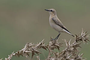 Images Dated 7th September 2005: Immature Northern Wheatear sitting on, thistle, Oenanthe oenanthe