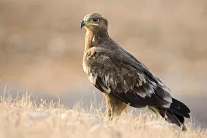 Images Dated 27th October 2007: Immature Steppe Eagle perched, Aquila nipalensis, Oman