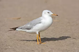 Images Dated 13th March 2006: ImmatureSlender-billed Gull, Sultanate of Oman
