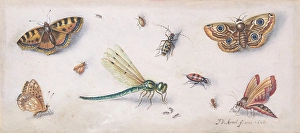 Insects Butterflies Dragonfly 17th century Black chalk Insects Butterflies Dragonfly 17th century Black chalk