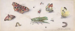 Insects Butterflies Grasshopper 17th century Insects Butterflies Grasshopper 17th century