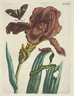 Irias De Europische insecten Merian Maria Sibylla Irias De Europische insecten Merian Maria Sibylla