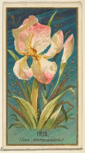 Iris Iris Germanica Flowers series Old Judge Cigarettes Iris Iris Germanica Flowers series Old Judge Cigarettes