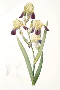 Iris squalens, Iris sale, Brown-flowered Iris, Redoute, Pierre Joseph, 1759-1840 Iris squalens, Iris sale, Brown-flowered Iris, Redoute, Pierre Joseph, 1759-1840