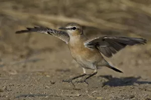 Images Dated 14th November 2008: Isabelline Wheatear landing, Oenanthe isabellina, Oman