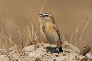 Images Dated 27th October 2007: Isabelline Wheatear, Oenanthe isabellina, Oman