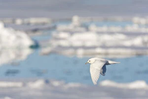 Images Dated 25th June 2014: Ivory Gull adult flying above pack ice, Pagophila eburnea, Norway