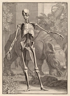 Jan Wandelaar (Dutch, 1690 - 1759), Musculorum Tabula IV, 1742, engraving on laid Jan Wandelaar (Dutch, 1690 - 1759), Musculorum Tabula IV, 1742, engraving on laid