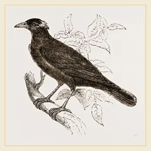 Nature Reserve Indonesia Prints: Java Mino-Bird