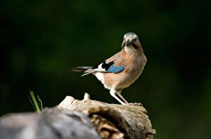 Images Dated 26th May 2008: Jay perched on branch