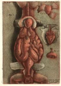 Jean-Baptiste Andre Gautier-Dagoty (French, 1740 - 1786). Dissection of a Lizard Jean-Baptiste Andre Gautier-Dagoty (French, 1740 - 1786). Dissection of a Lizard