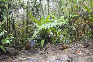 Images Dated 16th December 2009: Jocotoco Antpitta on forest floor, Grallaria ridgelyi