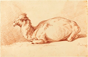 Johann Elias Ridinger (German, 1698 - 1767), A Dromedary, 1750s, red chalk on laid paper Johann Elias Ridinger (German, 1698 - 1767), A Dromedary, 1750s, red chalk on laid paper