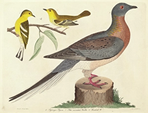 John G. Warnicke after Alexander Wilson, Passenger Pigeon, Blue-mountain Warbler John G. Warnicke after Alexander Wilson, Passenger Pigeon, Blue-mountain Warbler