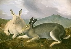 John James Audubon, Arctic Hare, American, 1785 - 1851, c. 1841, pen and black ink