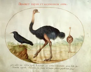 Joris Hoefnagel, Animalia Volatilia et Amphibia (Aier): Plate I, Flemish, 1542-1600, c Joris Hoefnagel, Animalia Volatilia et Amphibia (Aier): Plate I, Flemish, 1542-1600, c