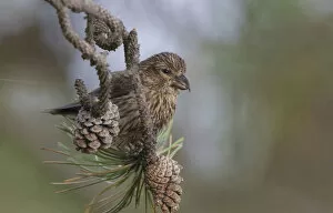 Images Dated 22nd August 2008: Juvenile Common Crosbill in pine, Netherlands
