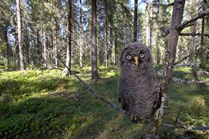 Images Dated 24th June 2005: Juvenile Great Grey Owl perched on branch, Strix nebulosa