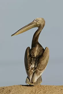 Images Dated 10th October 2004: Juvenile Great White Pelican, Pelecanus onocrotalus