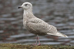 Images Dated 13th February 2010: Juvenile Iceland Gull, Larus glaucoides