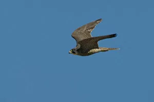 Images Dated 3rd November 2006: Juvenile Peregrine Falcon in flight, Falco peregrinus, Italy