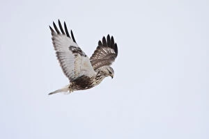 Images Dated 24th December 2010: Juvenile Rough-legged Buzzard hovering, Buteo lagopus