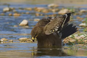 Images Dated 23rd November 2008: Juvenile Steppe Eagle at water hole, Aquila nipalensis, Oman