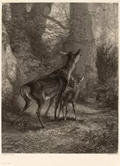 Karl Bodmer, Biche et Faon, Swiss, 1809 - 1893, lithograph