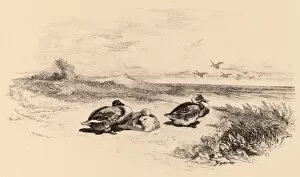 Karl Bodmer Gallery: Karl Bodmer, Canards Sauvages, Swiss, 1809 - 1893, lithograph