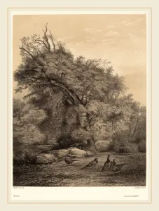Karl Bodmer Gallery: Karl Bodmer, Faisans, Swiss, 1809-1893, chiaroscuro lithograph