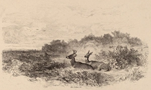 Karl Bodmer Gallery: Karl Bodmer, Le Repos, Swiss, 1809 - 1893, lithograph