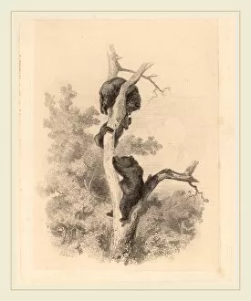 Karl Bodmer Gallery: Karl Bodmer, Les ours, Swiss, 1809-1893, etching