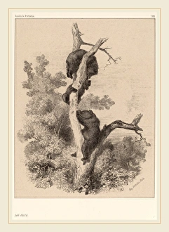 Karl Bodmer Gallery: Karl Bodmer, Les ours, Swiss, 1809-1893, etching
