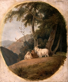 Kashmir Goats, William Daniell, 1769-1837, British Kashmir Goats, William Daniell, 1769-1837, British