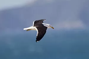 Images Dated 11th August 2012: Kelp Gull with fish, Larus dominicanus