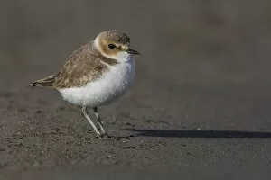 Images Dated 17th December 2013: Kentish Plover standing on the beach, Charadrius alexandrinus, Italy