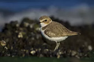 Images Dated 17th December 2013: Kentish Plover standing on the beach, Charadrius alexandrinus, Italy