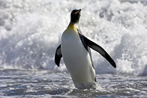 Images Dated 20th March 2006: King Penguin adult walking from the surf, Aptenodytes patagonicus