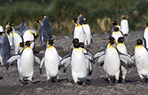 Images Dated 20th March 2006: King Penguin group walking to the sea, Aptenodytes patagonicus