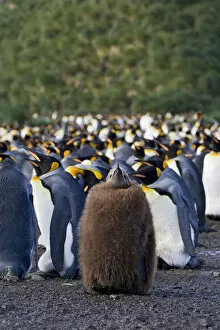 Images Dated 20th March 2006: King Penguin immature standing in colony, Aptenodytes patagonicus