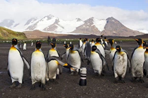 Images Dated 20th March 2006: King Penguins harrass Canon lens, Aptenodytes patagonicus
